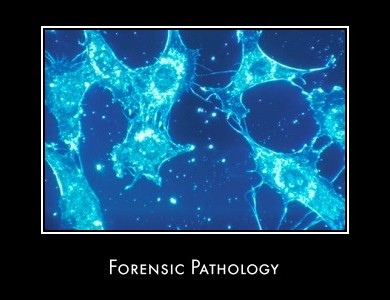 Forensic Pathology Phd Programs