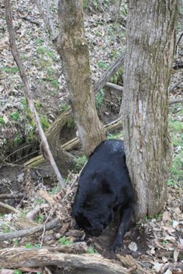 found wedged in fork of tree